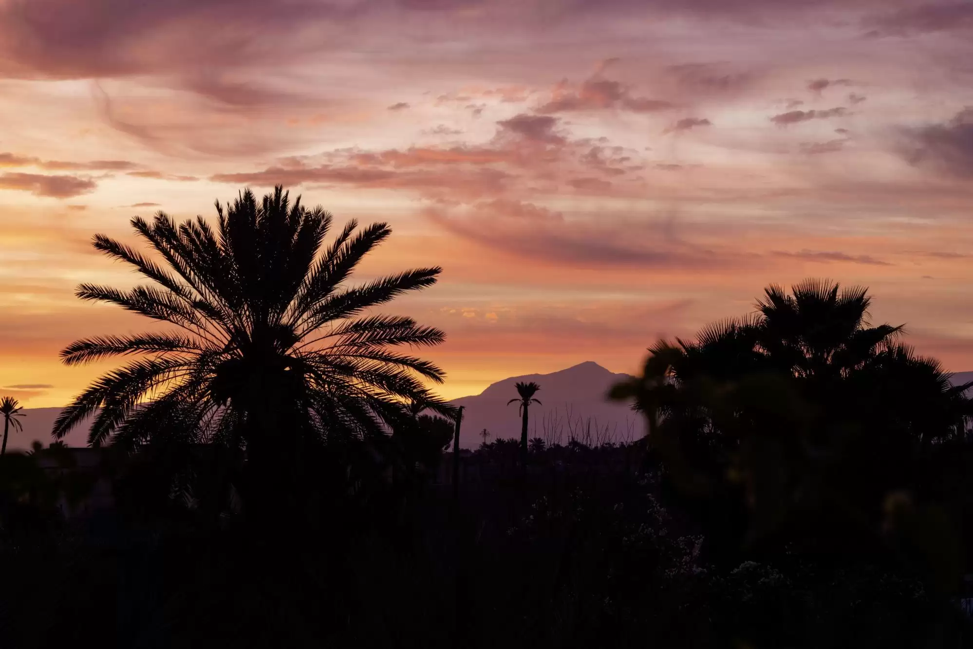 Silhouettes de palmiers et montagnes de l'Atlas au coucher du soleil depuis le Palais Ronsard