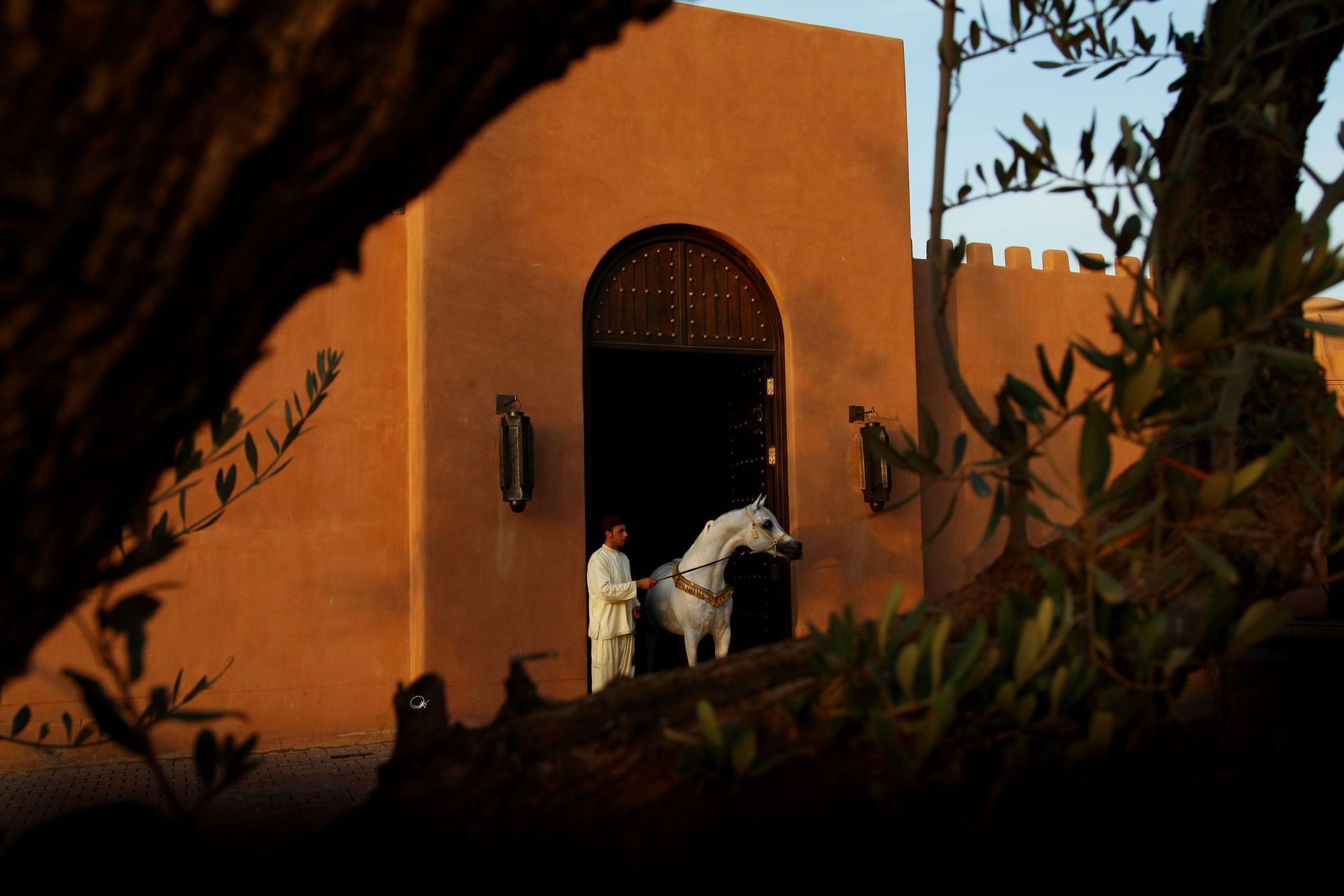 Pur-sang arabe à la sortie des écuries du Selman Marrakech